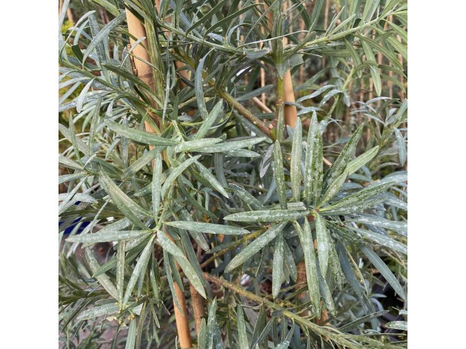 Podocarpus elongatus - nohoplod