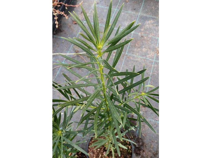 Podocarpus macrophyllus - nohoplod velkolistý