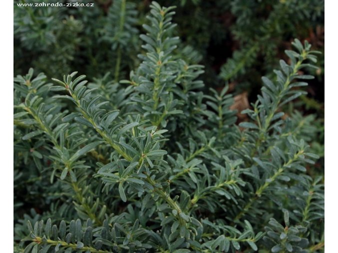 Podocarpus nivalis 'Blue Gem' - nohoplod
