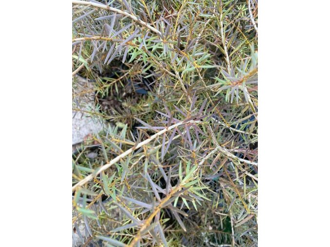 Podocarpus totara 'Aurea' - nohoplod