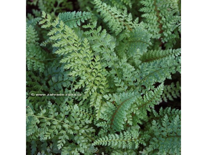 Polystichum setiferum 'Herrenhausen' - kapradina osténkatá