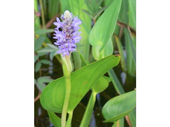Pontederia cordata - modráska srdčitá
