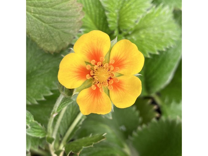 Potentilla atrosanguinea var. argyrophylla - mochna tmavočervená