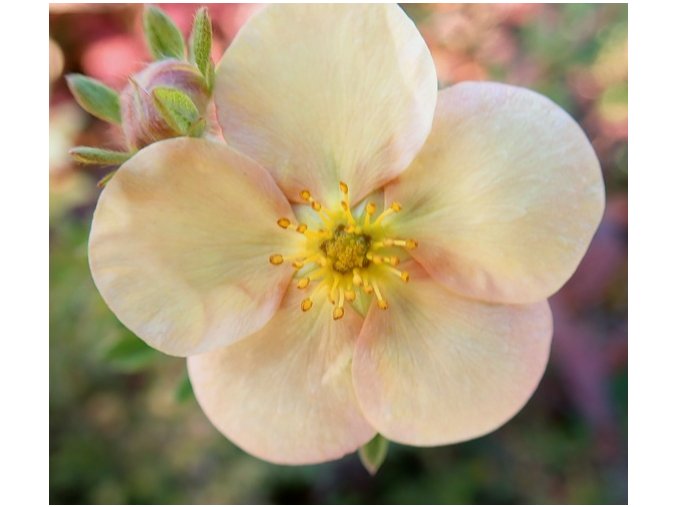Potentilla fruticosa 'Daydawn' - mochna křovitá