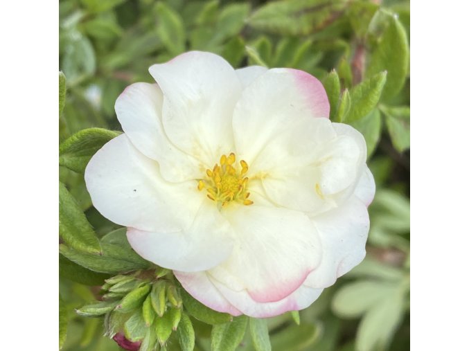 Potentilla fruticosa 'Double Punch® Cream' - mochna křovitá