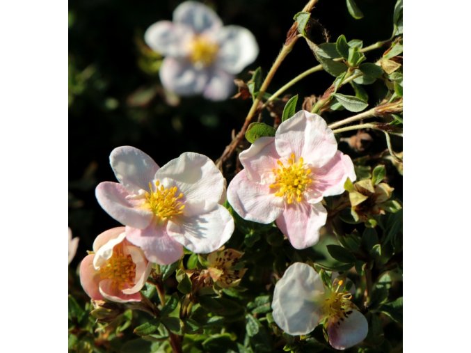 Potentilla fruticosa 'Floppy Disk' - mochna křovitá