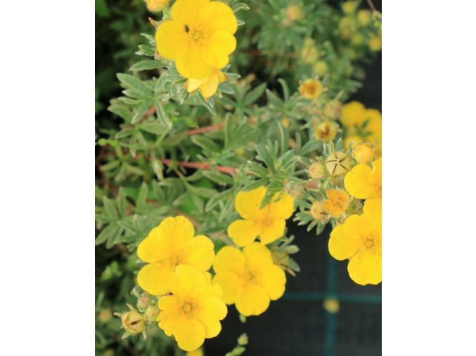 Potentilla fruticosa 'Chilo' - mochna křovitá