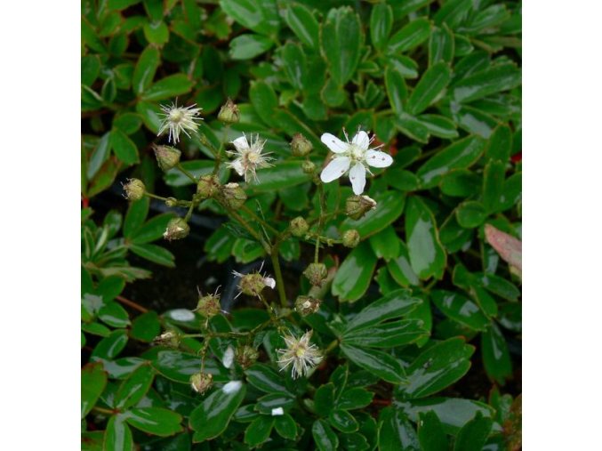 Potentilla tridentata 'Nuuk' - mochna trojzubá