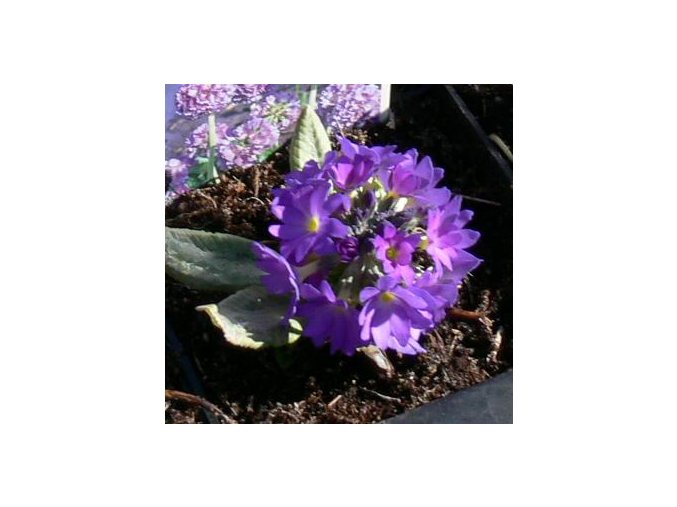 Primula denticulata 'Blaue Auslese' - prvosenka zoubkatá