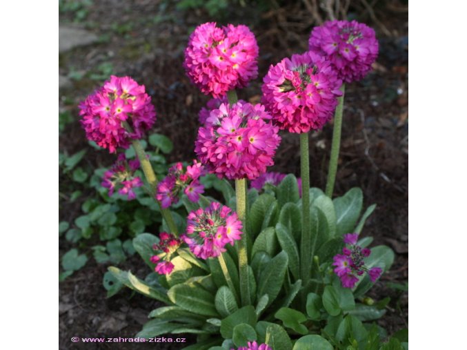 Primula denticulata 'Rubin Auslese' - prvosenka zoubkatá