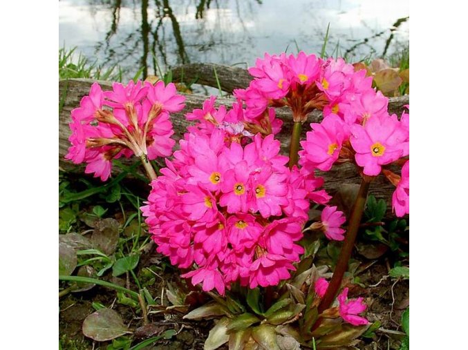 Primula rosea - prvosenka
