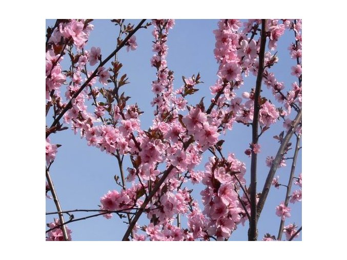 Prunus amygdalopersica (x) 'Spring Glow' - broskvomandloň