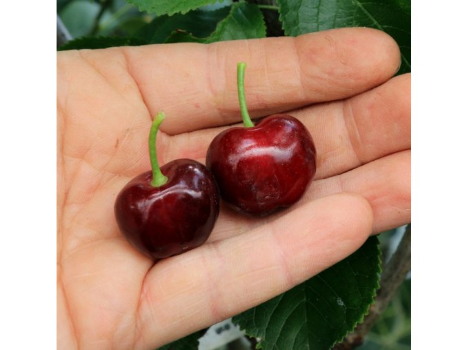 Prunus avium BURLAT - třešeň polochrupka