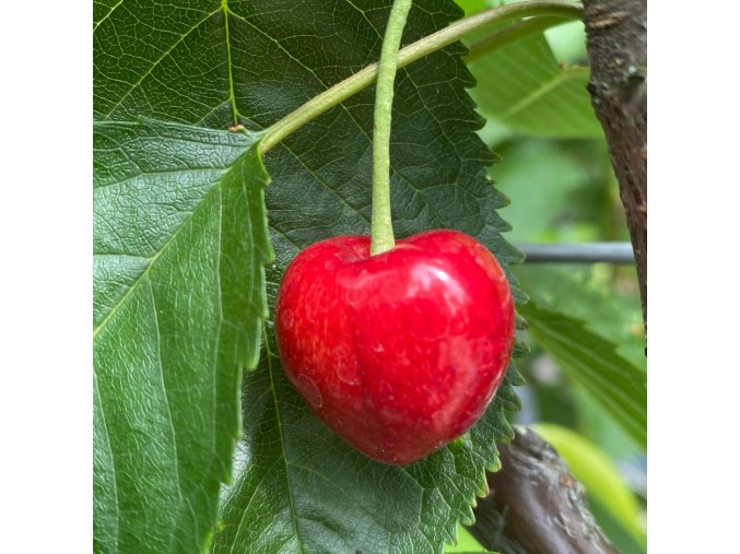 Prunus avium KAREŠOVA - třešeň srdcovka