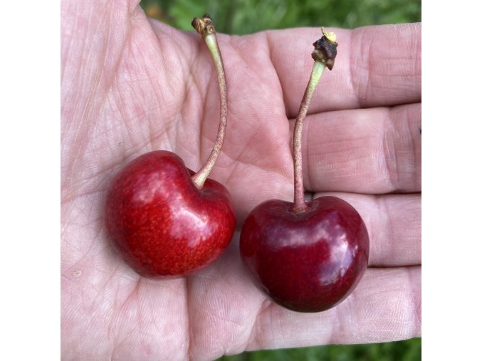 Prunus avium LAPINS - třešeň chrupka