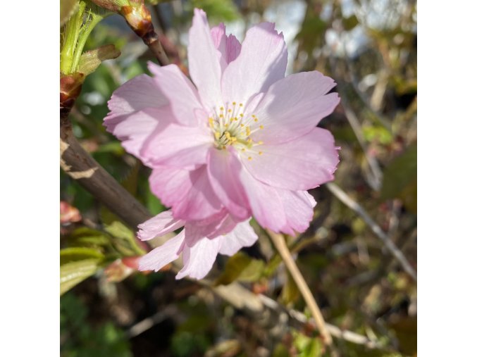 Prunus 'Beni-yutaka' - okrasná třešeň