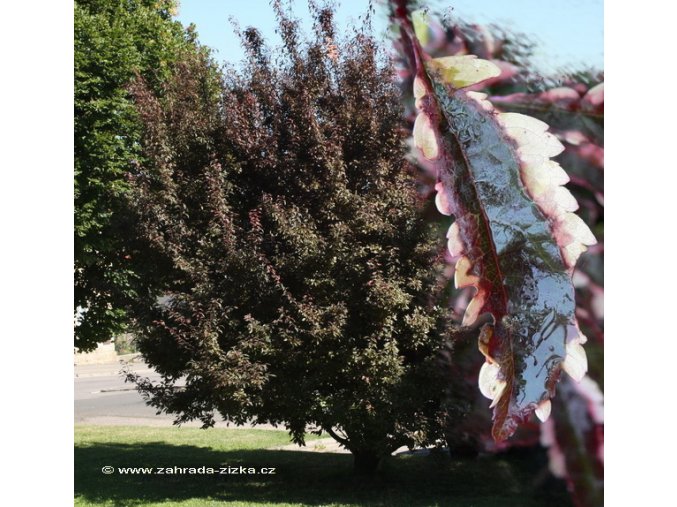 Prunus cerasifera 'Hessei' - myrabolán růžovolistý