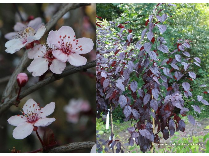Prunus cerasifera 'Nigra' kmínek - myrobalán