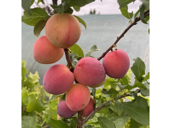 Prunus cerasifera 'Unique' - slivoň myrobalán