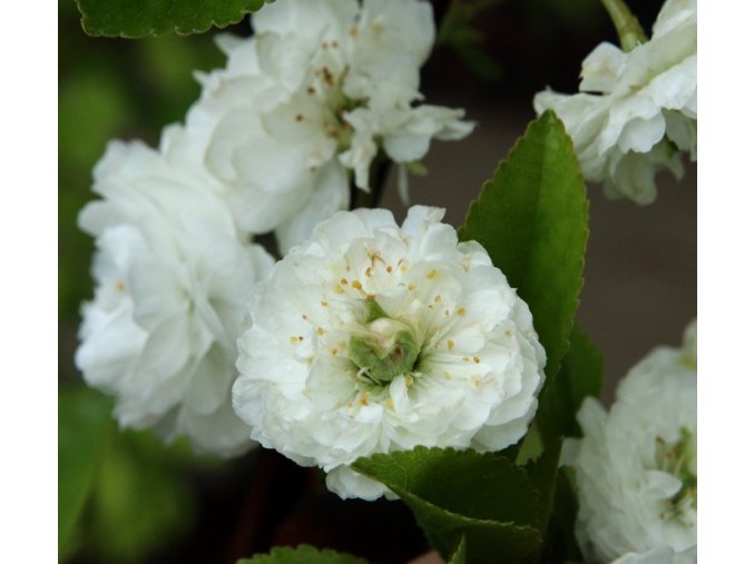 Prunus cerasus 'Rhexii' - višeň obecná