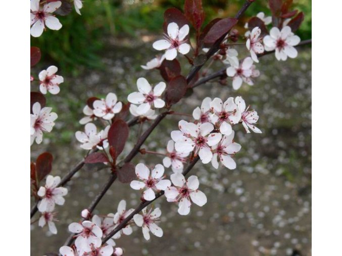 Prunus cistena - slinoň červená