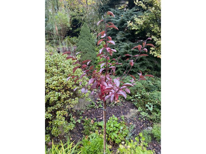 Prunus cistena kmínek - slinoň červená