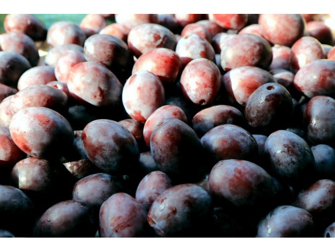 Prunus domestica 'KATINKA'