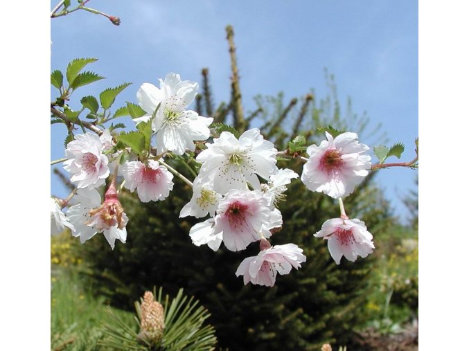 Prunus fukubana (x) - okrasná třešeň