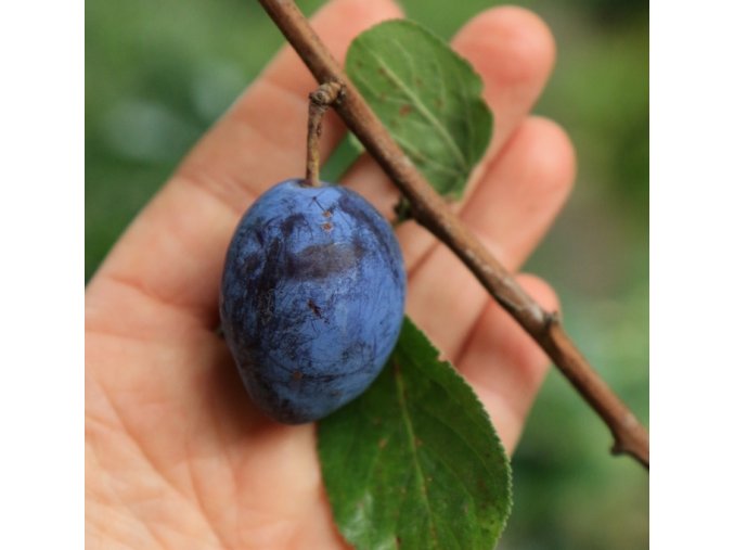 Prunus 'Imperial' - švestka sloupovitá