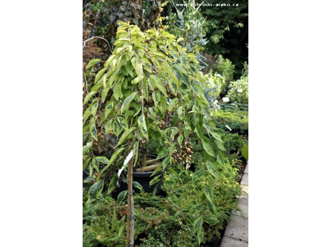 Prunus incisa 'Mattrilly' FRILLY FROCK - slivoň vyříznutá