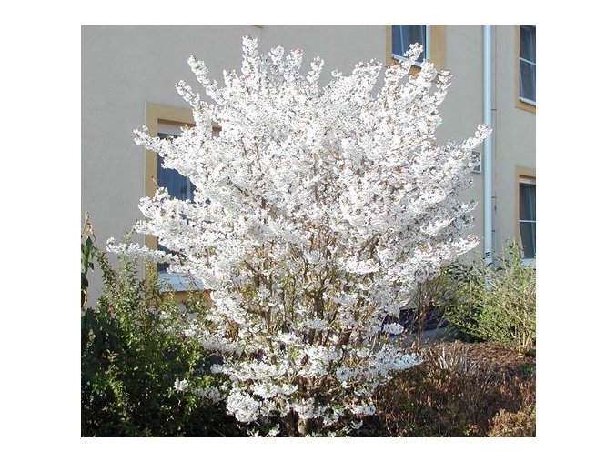 Prunus kurilensis 'Brillant' - slivoň kurilská
