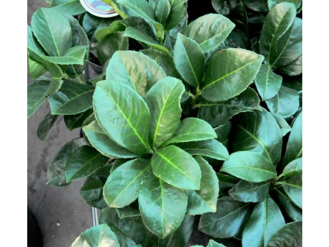 Prunus laurocerasus Etna® 'Anbrit' - bobkovišeň lékařská
