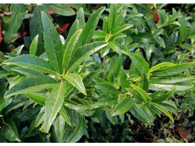 Prunus laurocerasus 'Miky' - bobkovišeň