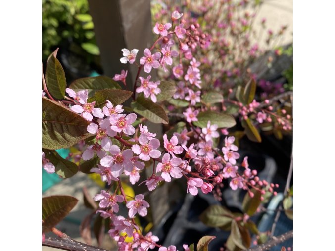 Prunus padus 'Colorata' - střemcha obecná
