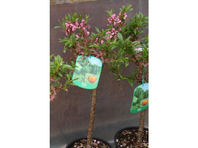 Prunus persica 'Nani' - broskvoň