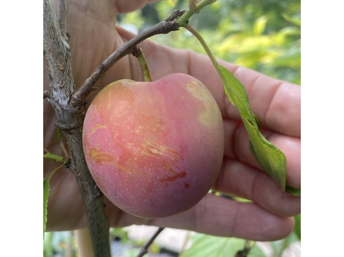 Prunus salicina 'Oishi Wase' - švestka japonská