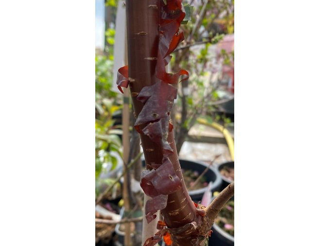 Prunus serrula 'Aber Scots' - slivoň tibetská