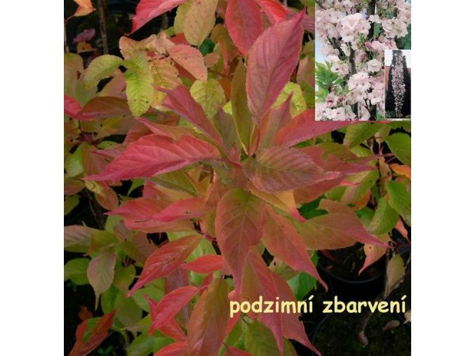 Prunus serrulata 'Amanogawa' - třešeň pilovitá /sakura/