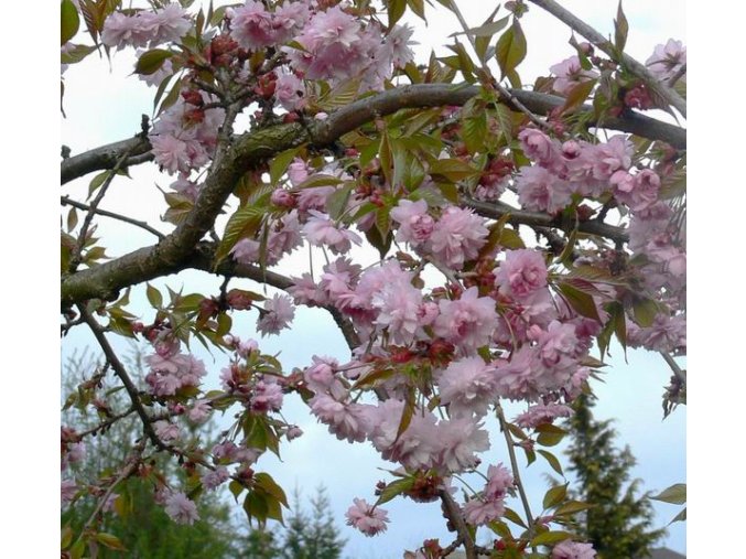 Prunus serrulata 'Kikushidaresakura' - třešeň pilovitá /sakura/
