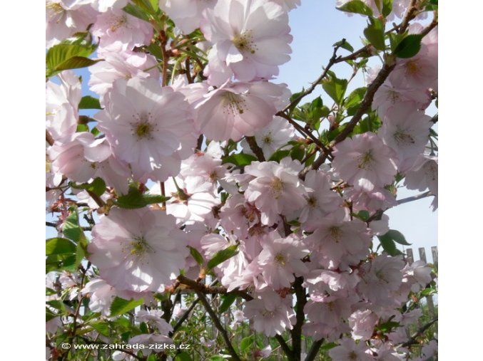 Prunus subhirtella 'Rosea' - višeň chloupkatá