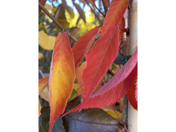 Prunus subhirtella 'Sunset Boulevard' - višeň chloupkatá