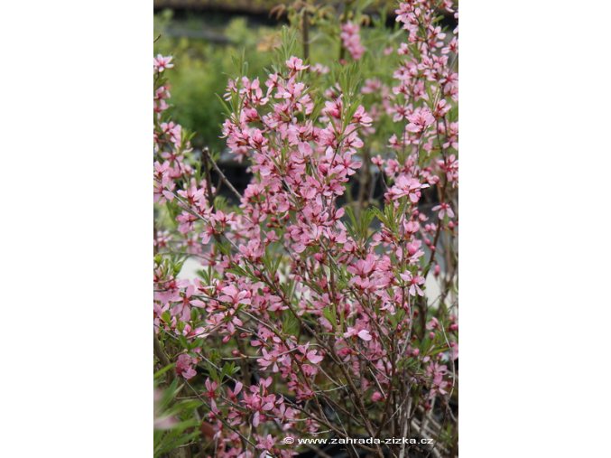 Prunus tenella 'Fire Hill' - mandloň nízká