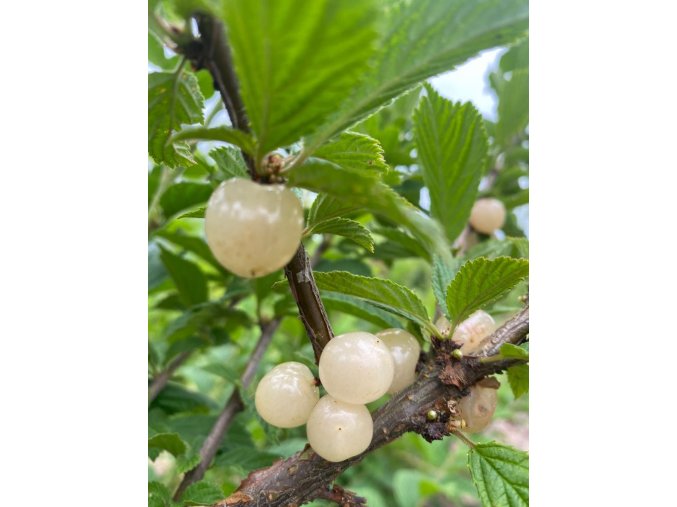 Prunus tomentosa 'Snövit' - višeň plstnatá