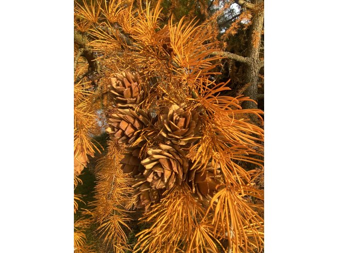 Pseudolarix amabilis - pamodřín líbezný