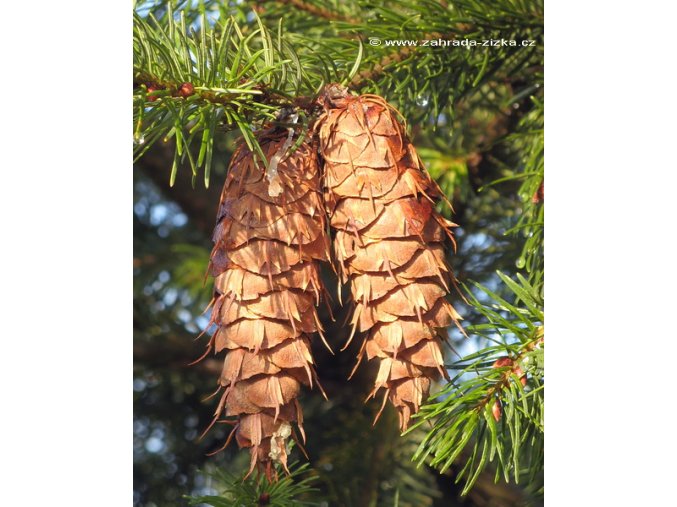 Pseudotsuga menziesii - douglaska tisolistá