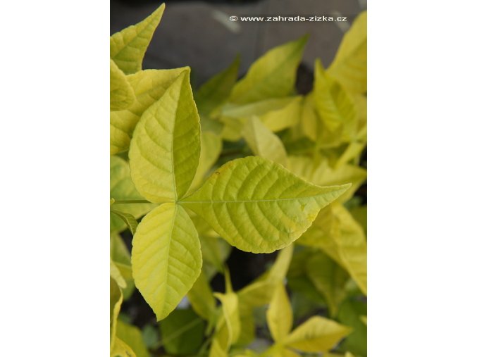 Ptelea trifoliata 'Aurea' - křídlatec trojlistý