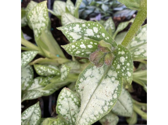 Pulmonaria 'Moonshine' - plicník