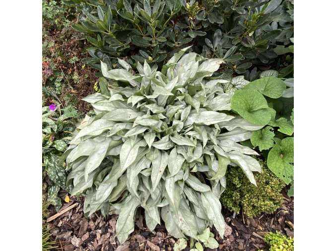 Pulmonaria 'Silver Bouquet' - plicník