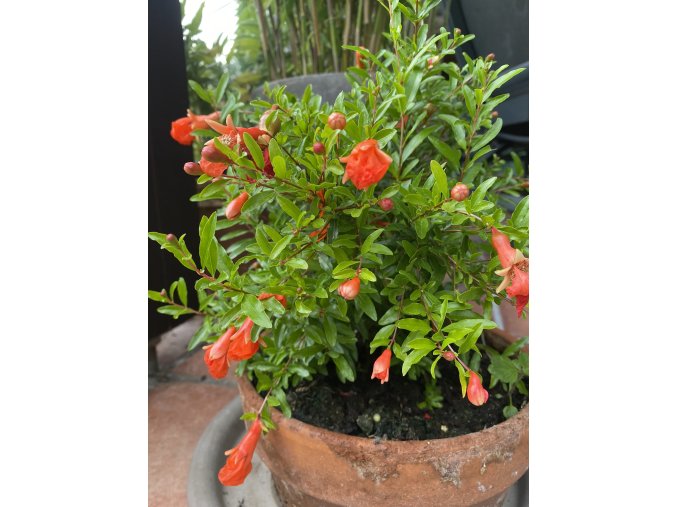 Punica granatum Nana Gracilissima2