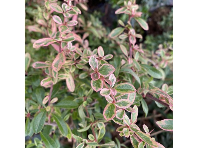 Pyracantha coccinea 'Harlequin' - hlohyně